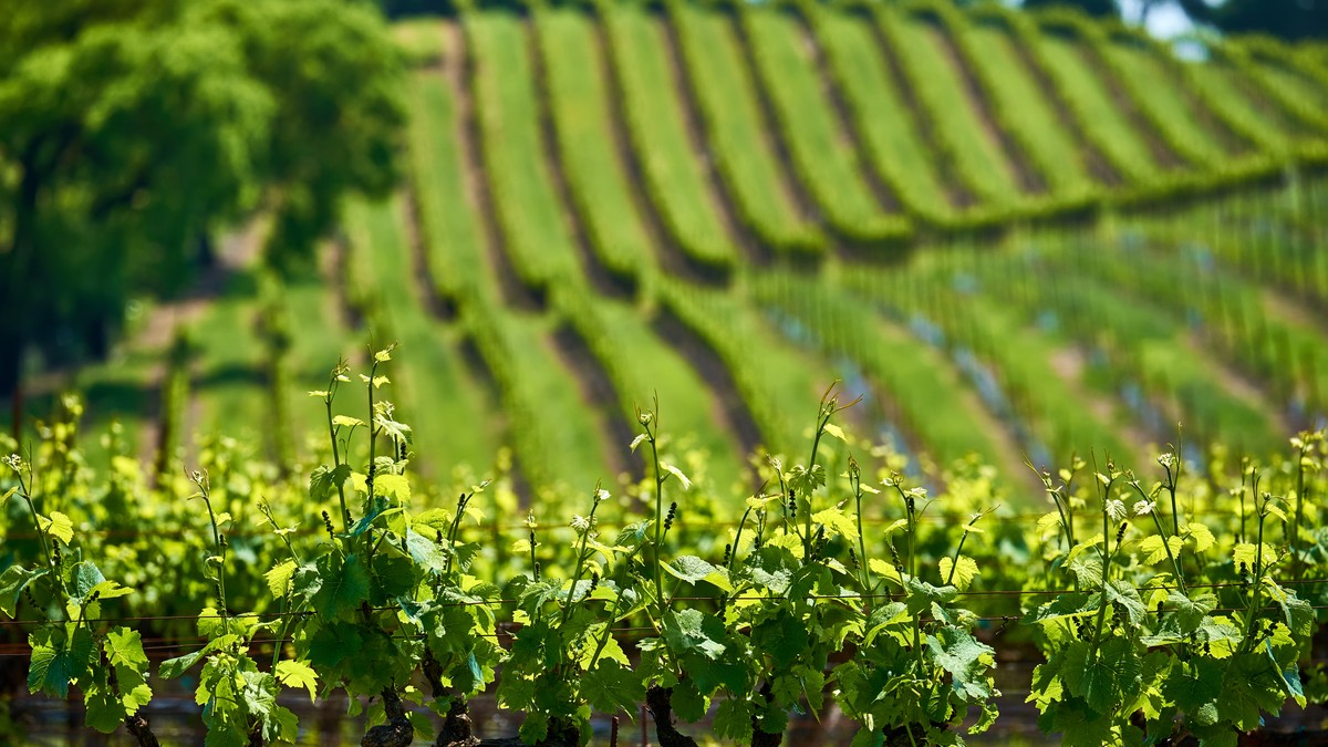 Tour Cantine Franciacorta